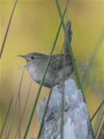 Sedge Wren